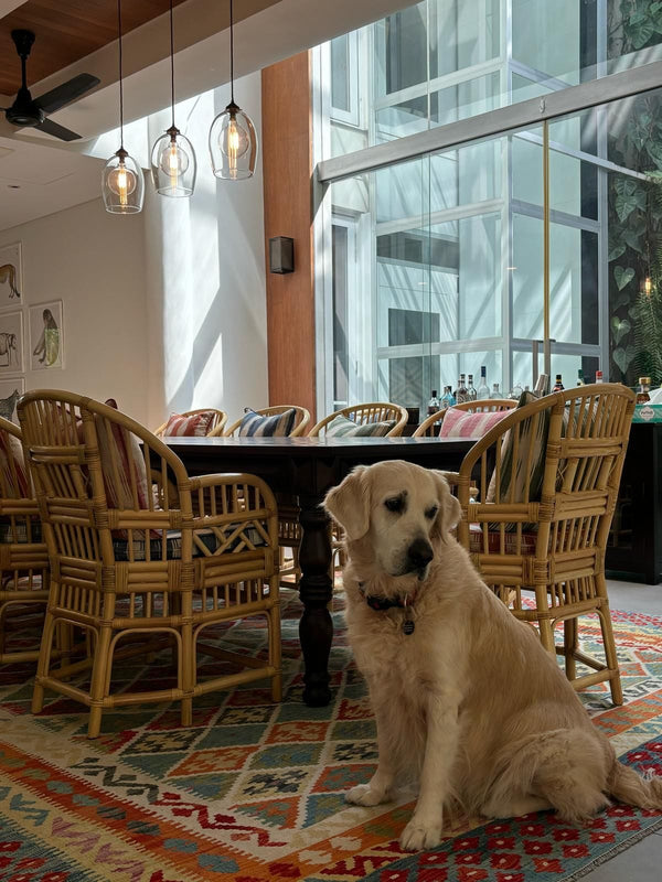 landed house in singapore with golden retriver, blue carpeter, rattan chairs